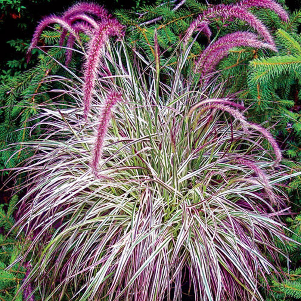 Purple Fountain Grass (flowering grass)
